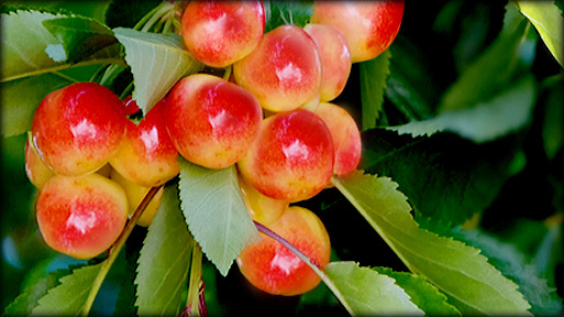 Rainer Cherries