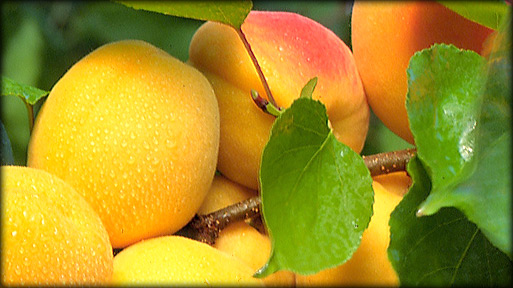 Apricots