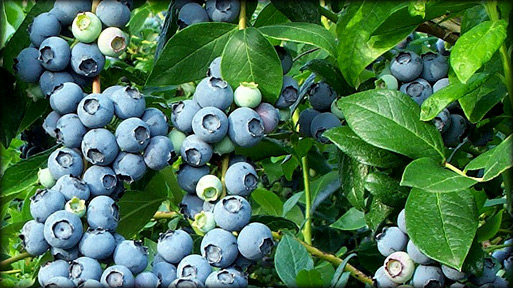 Blueberries