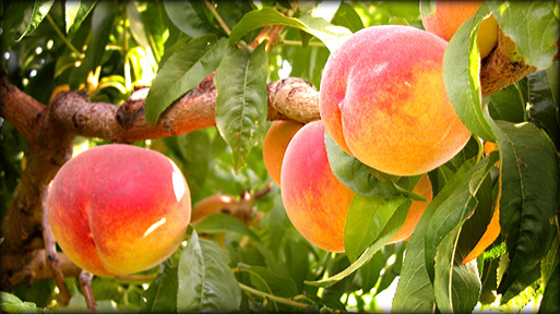 Freestone Peaches