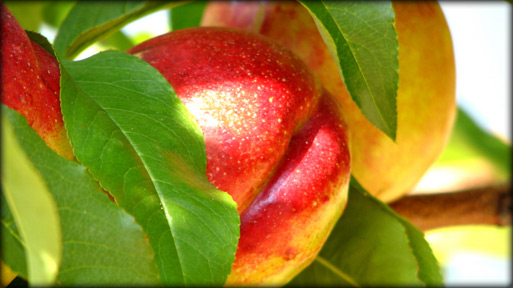 Nectarines