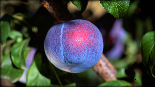 Plums