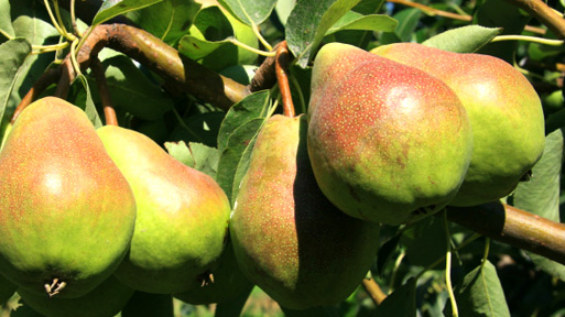 Pears