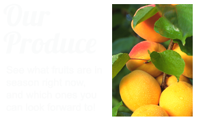 Our Produce - See what fruits are in season right now, and which ones you can look forward to!
